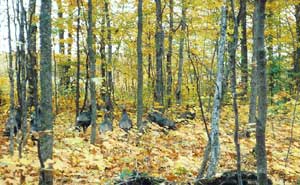 Wild Turkey for Hunters at Porcupine Lake Cottage Rental Available Year Round Up North in Gaylord, Michigan. Rent our cozy and clean cottage for the Weekend, Week, or more!